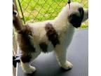 Saint Bernard Puppy for sale in Bowling Green, KY, USA