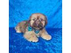 Shih Tzu Puppy for sale in Belleview, FL, USA