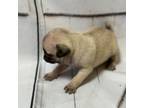 Pug Puppy for sale in Westfield, MA, USA