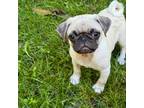 Pug Puppy for sale in Westfield, MA, USA
