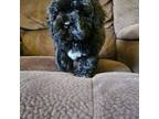 Shih-Poo Puppy for sale in Chapel Hill, NC, USA