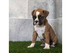 Boxer Puppy for sale in Woodburn, IN, USA