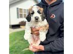 Saint Berdoodle Puppy for sale in Buhl, ID, USA