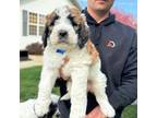 Saint Berdoodle Puppy for sale in Buhl, ID, USA