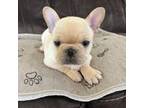 French Bulldog Puppy for sale in Denver, CO, USA