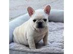 French Bulldog Puppy for sale in Denver, CO, USA