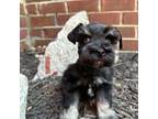 Schnauzer (Miniature) Puppy for sale in Murfreesboro, TN, USA