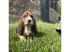 Basset Hound Puppy for sale in Newmanstown, PA, USA
