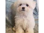 Maltipoo Puppy for sale in Panama City, FL, USA