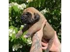 Great Dane Puppy for sale in Gladstone, VA, USA