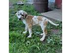 Great Dane Puppy for sale in Blue Earth, MN, USA