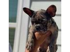 French Bulldog Puppy for sale in Huntsville, AL, USA