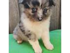 Miniature Australian Shepherd Puppy for sale in Vallejo, CA, USA