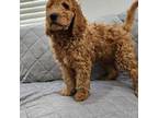 Goldendoodle Puppy for sale in Riverside, CA, USA