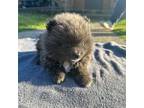 Pomeranian Puppy for sale in Trion, GA, USA