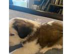 Saint Bernard Puppy for sale in El Paso, TX, USA