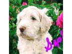 Goldendoodle Puppy for sale in Bakersfield, CA, USA