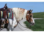 All around horse for anyone in the family to enjoy. He is one that can drive and