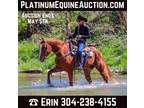 Beginner Safe Ranch/Trail Horse Deluxe, Safe/Gentle! Go to