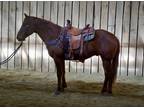 CAJUN â 2019 GRADE Quarter Horse Sorrel Gelding! Go to