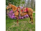 Gorgeous Palomino Quarter Horse Mare