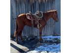 JIM BOB â 2021 GRADE Quarter Horse Sorrel Gelding! Go to