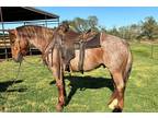 RONNY â 2020 GRADE Roan Crossbred Gelding! Go to [url removed]