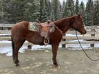 ZANE â 2004 GRADE Quarter Horse Red Roan Gelding! Go to