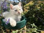 Red Point Lynx Male Ragdoll Kitten