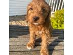 Mutt Puppy for sale in Athens, WI, USA