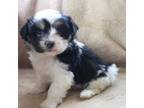 Havanese Puppy for sale in Chatham, VA, USA