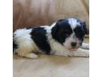 Havanese Puppy for sale in Chatham, VA, USA