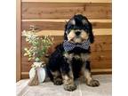 Cavapoo Puppy for sale in Mabel, MN, USA