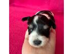 Schnauzer (Miniature) Puppy for sale in Kit Carson, CO, USA