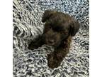 Schnauzer (Miniature) Puppy for sale in Kit Carson, CO, USA