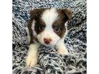 Miniature Australian Shepherd Puppy for sale in Kit Carson, CO, USA