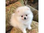 Pomeranian Puppy for sale in Cherry Valley, CA, USA