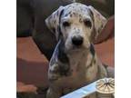 Great Dane Puppy for sale in Lebanon, OR, USA