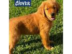 Clover