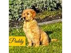 Golden Retriever Puppy for sale in Corryton, TN, USA