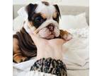 Bulldog Puppy for sale in Menifee, CA, USA