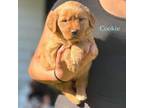 Golden Retriever Puppy for sale in Madison, WI, USA