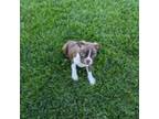 Boston Terrier Puppy for sale in Winton, CA, USA