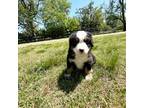 Bernese Mountain Dog Puppy for sale in Chesnee, SC, USA