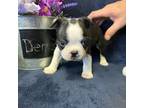 Boston Terrier Puppy for sale in Warsaw, OH, USA