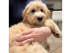 Goldendoodle Puppy for sale in Upland, CA, USA