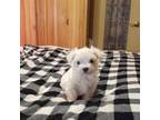 Maltese Puppy for sale in Mineral Wells, WV, USA