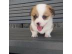 Pembroke Welsh Corgi Puppy for sale in Shipshewana, IN, USA