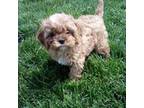 Cavapoo Puppy for sale in Shipshewana, IN, USA