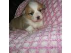 Pembroke Welsh Corgi Puppy for sale in Shipshewana, IN, USA